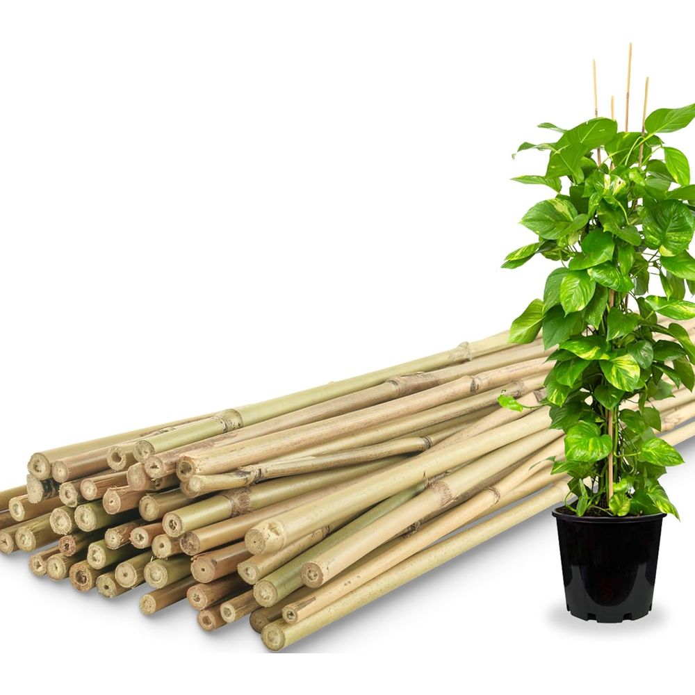 Plant Support Stake - Pacote com 50 Estacas de Bambu