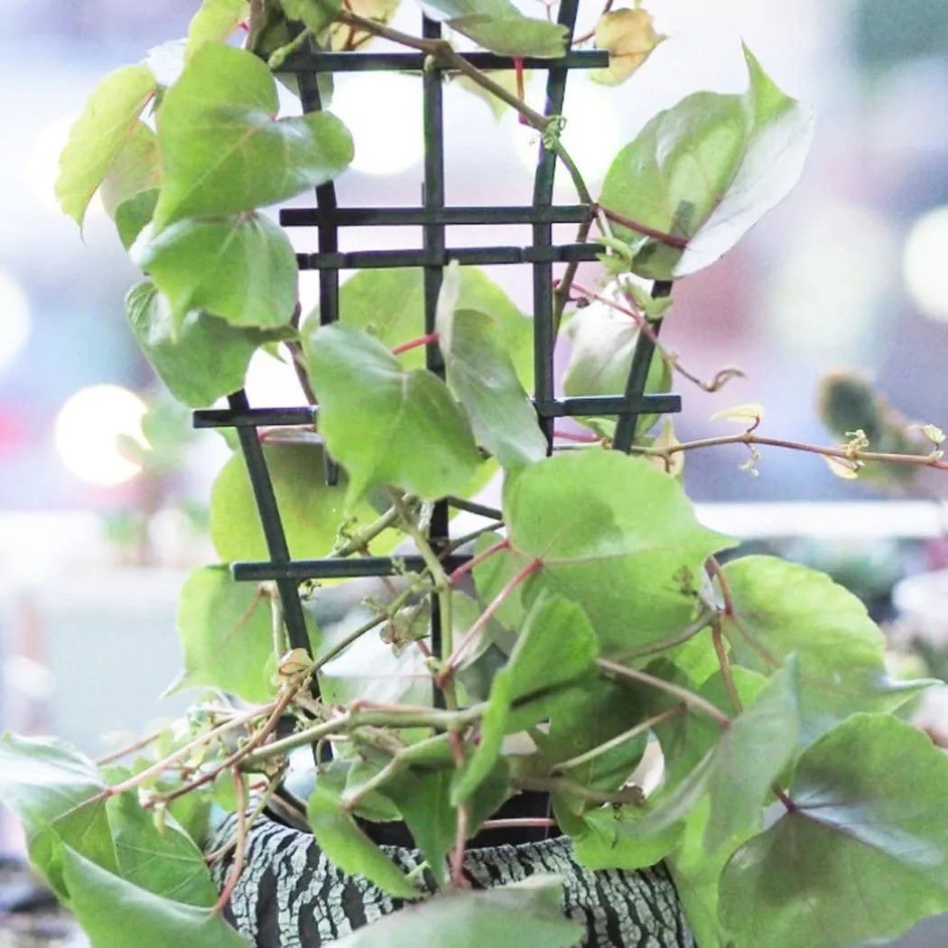Plant Support Stake - Novo Suporte Prático para Plantas, Treliça