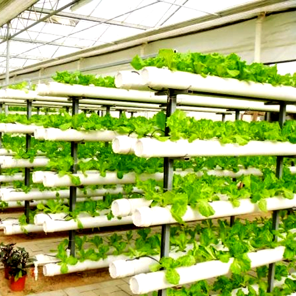 Sistemas de Cultivo Hidropônic - Hydroponic System avaliação e preço