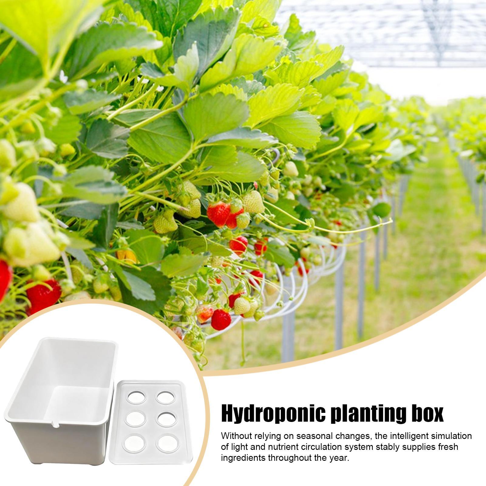Kit de plantio hidropônico par - Hydroponic System avaliação e preço