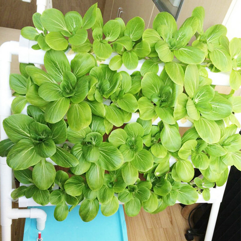 Sistema Hidropônico Compacto d - Hydroponic System avaliação e preço
