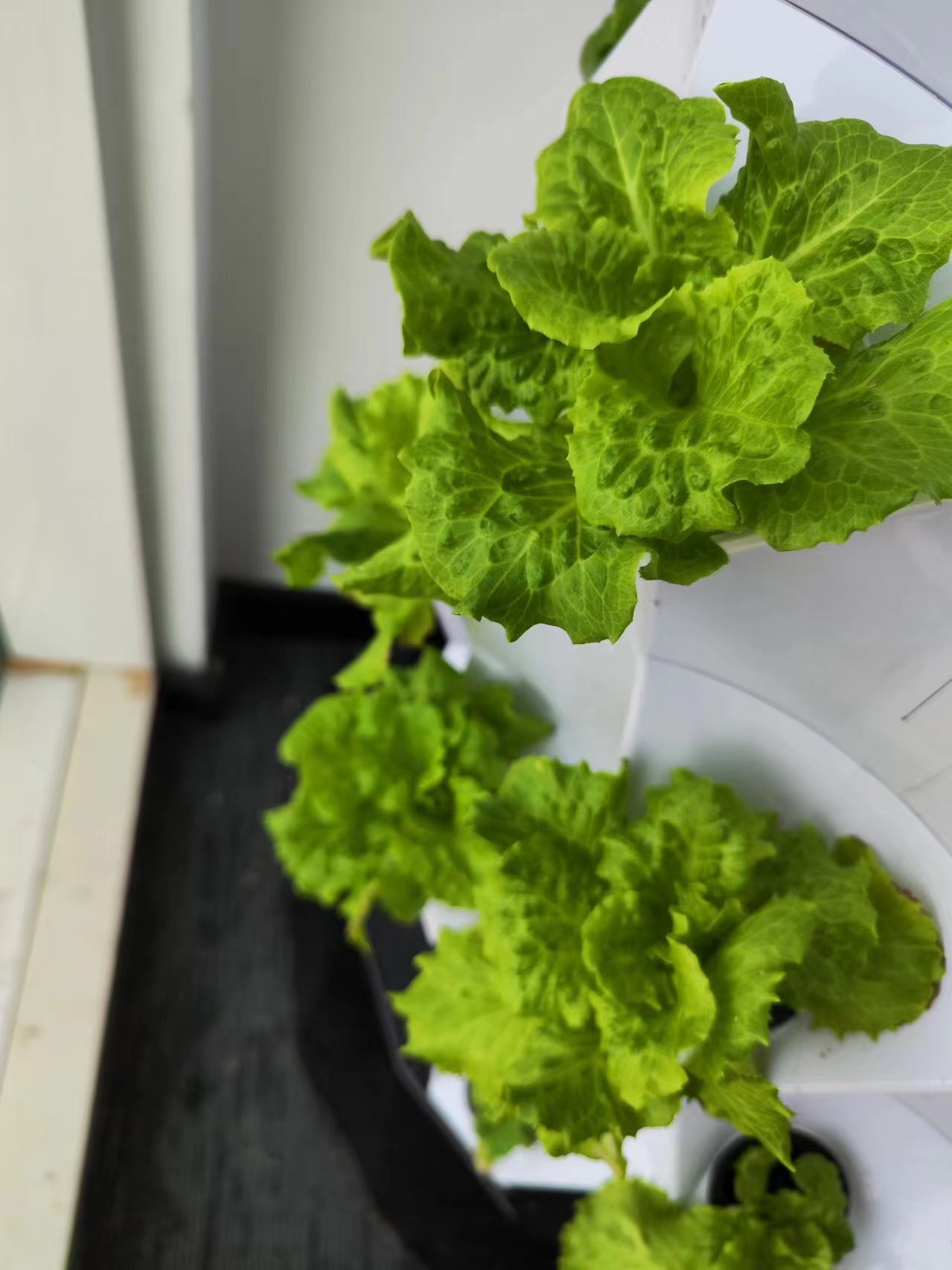 Sistema de Irrigação Automátic - Hydroponic System avaliação e preço